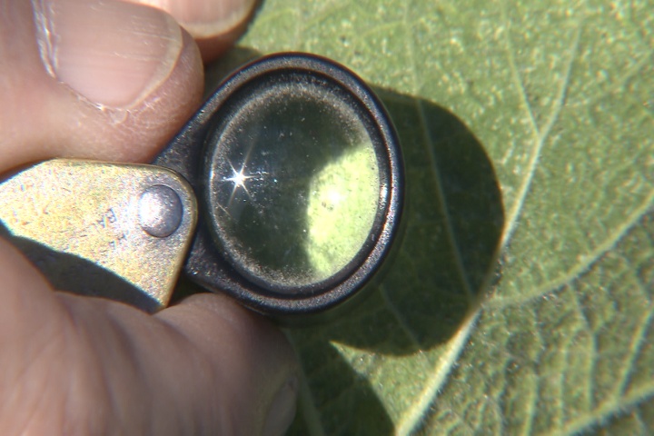 Kill spider mites before they destroy your plants